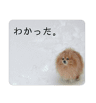 ポメラニアンの写真のスタンプ（個別スタンプ：20）
