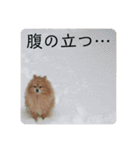 ポメラニアンの写真のスタンプ（個別スタンプ：21）