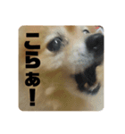 ポメラニアンの写真のスタンプ（個別スタンプ：22）