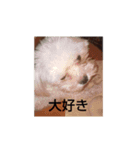 いぬの大集合（個別スタンプ：1）