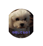 いぬの大集合（個別スタンプ：3）