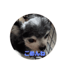いぬの大集合（個別スタンプ：7）