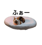 キャラメルpart1（個別スタンプ：1）