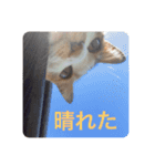 キャラメルpart1（個別スタンプ：5）