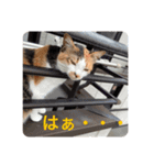 キャラメルpart1（個別スタンプ：13）