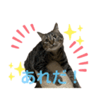 猫のあんず 日常使いスタンプ（個別スタンプ：4）