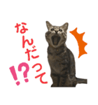猫のあんず 日常使いスタンプ（個別スタンプ：5）
