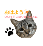 猫のあんず 日常使いスタンプ（個別スタンプ：6）