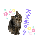 猫のあんず 日常使いスタンプ（個別スタンプ：7）