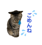 猫のあんず 日常使いスタンプ（個別スタンプ：8）