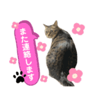猫のあんず 日常使いスタンプ（個別スタンプ：9）