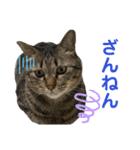 猫のあんず 日常使いスタンプ（個別スタンプ：10）