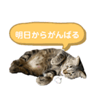 猫のあんず 日常使いスタンプ（個別スタンプ：11）