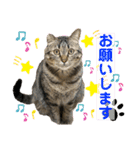 猫のあんず 日常使いスタンプ（個別スタンプ：13）