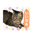 猫のあんず 日常使いスタンプ（個別スタンプ：14）