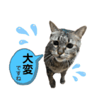 猫のあんず 日常使いスタンプ（個別スタンプ：16）