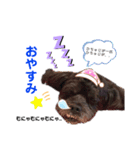 カイラ君スタンプ（個別スタンプ：2）