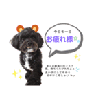 カイラ君スタンプ（個別スタンプ：5）