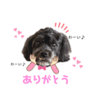 カイラ君スタンプ（個別スタンプ：8）