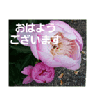 hanaごころ3a（個別スタンプ：4）
