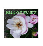 hanaごころ3a（個別スタンプ：5）