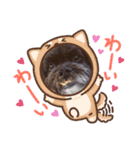 シープーのカイラ-1（個別スタンプ：1）