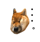 柴犬 麦のすたんぷ（個別スタンプ：1）