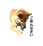 柴犬 麦のすたんぷ（個別スタンプ：2）