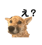 柴犬 麦のすたんぷ（個別スタンプ：3）