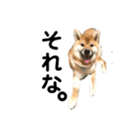 柴犬 麦のすたんぷ（個別スタンプ：5）