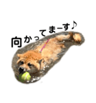 柴犬 麦のすたんぷ（個別スタンプ：6）
