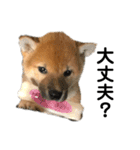 柴犬 麦のすたんぷ（個別スタンプ：8）