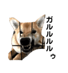 柴犬 麦のすたんぷ（個別スタンプ：9）