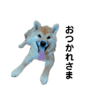 柴犬 麦のすたんぷ（個別スタンプ：10）