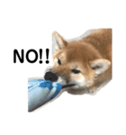 柴犬 麦のすたんぷ（個別スタンプ：11）