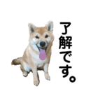 柴犬 麦のすたんぷ（個別スタンプ：12）
