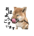 柴犬 麦のすたんぷ（個別スタンプ：13）