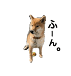 柴犬 麦のすたんぷ（個別スタンプ：14）