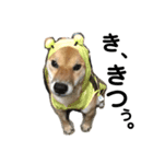 柴犬 麦のすたんぷ（個別スタンプ：15）