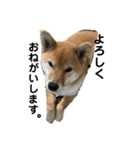 柴犬 麦のすたんぷ（個別スタンプ：16）