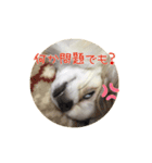 PAL①（個別スタンプ：6）