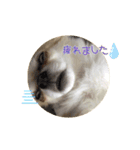 PAL①（個別スタンプ：7）