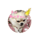 PAL①（個別スタンプ：12）