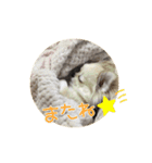 PAL①（個別スタンプ：16）