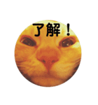 猫面だらけ（個別スタンプ：1）
