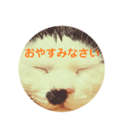 猫面だらけ（個別スタンプ：2）