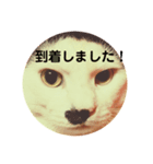 猫面だらけ（個別スタンプ：3）