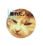 猫面だらけ（個別スタンプ：4）