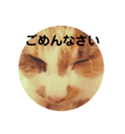 猫面だらけ（個別スタンプ：5）