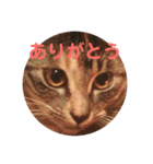 猫面だらけ（個別スタンプ：6）